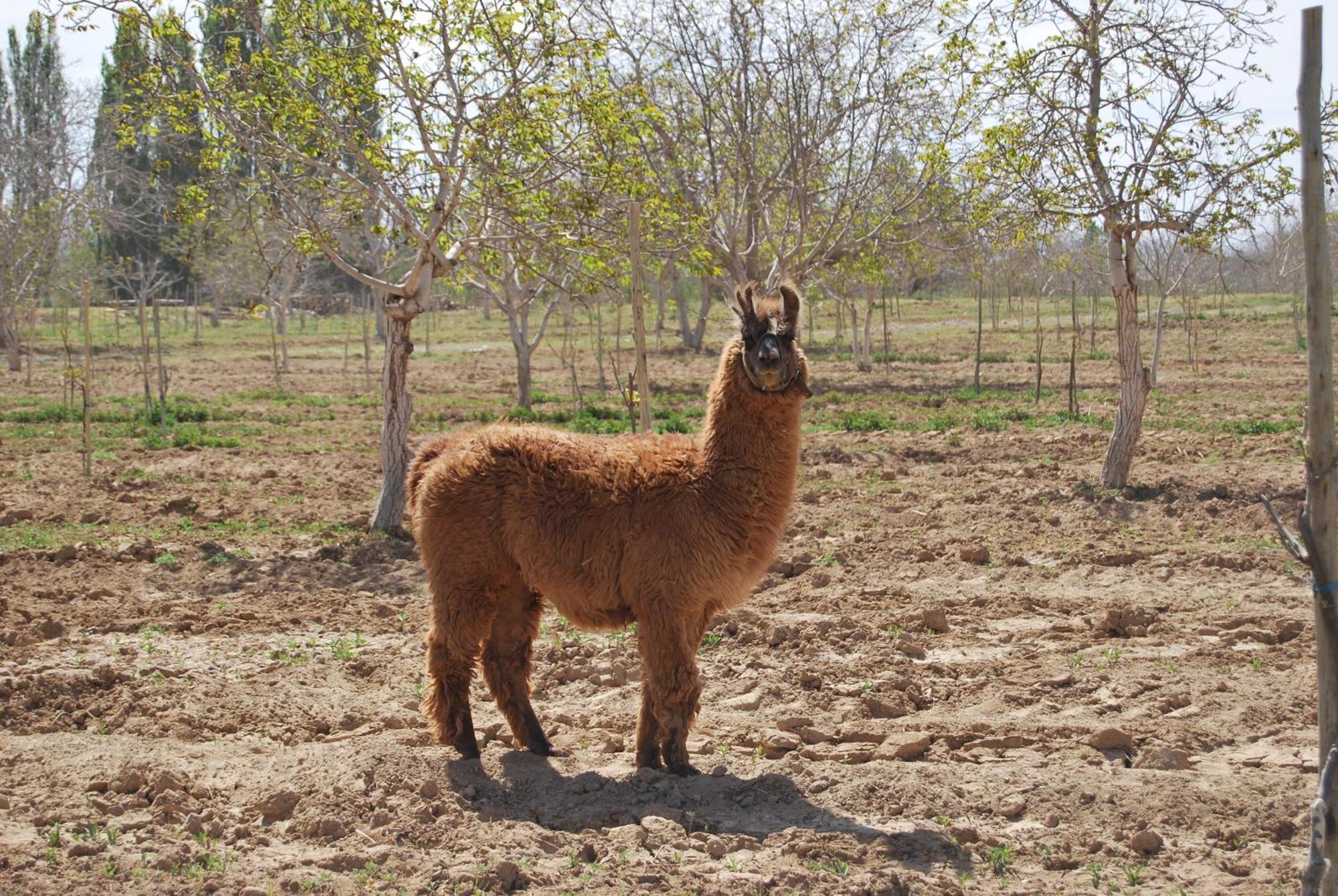 Finca Huayrapuca Famatina Dış mekan fotoğraf